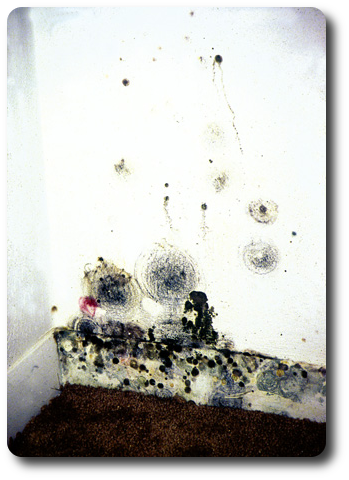 Mold1